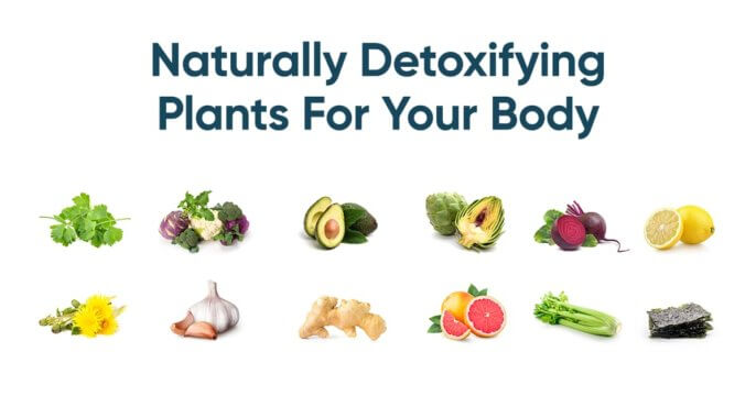 https://www.apollohealthco.com/wp-content/uploads/2020/02/Naturally-Detoxifying-Plants-v2-Apollo-FB-Link-686x360.jpg