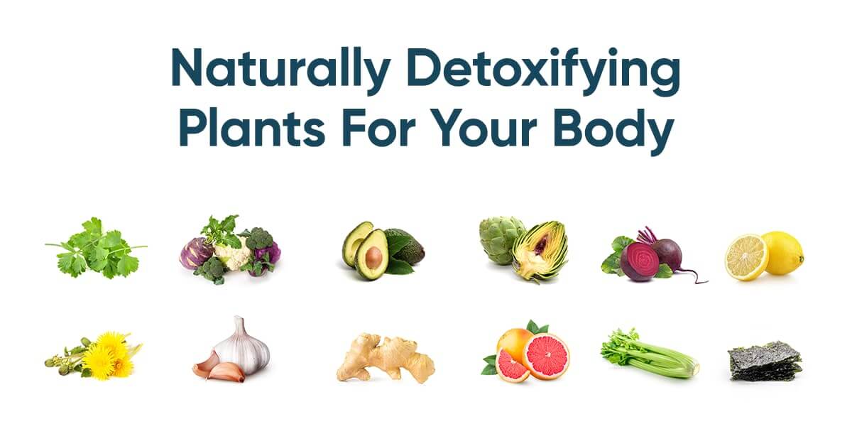 Plant-Based Detoxification For Brain And Body Health - Apollo Health