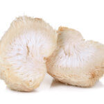 Lion mane mushroom isolated on white background