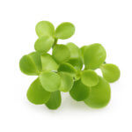 Brahmi herb isolated