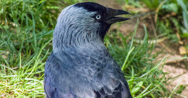 https://www.apollohealthco.com/wp-content/uploads/BirdsongNature-370x193.jpg