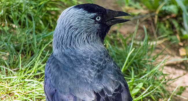 https://www.apollohealthco.com/wp-content/uploads/BirdsongNature.jpg